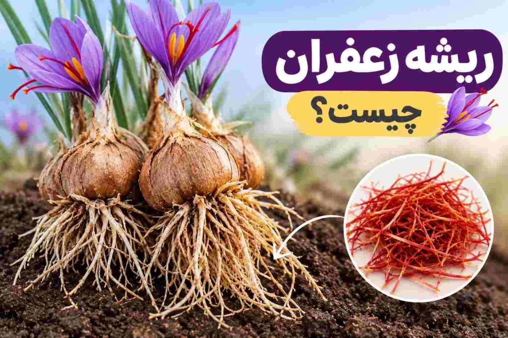 ریشه زعفران چیست؟